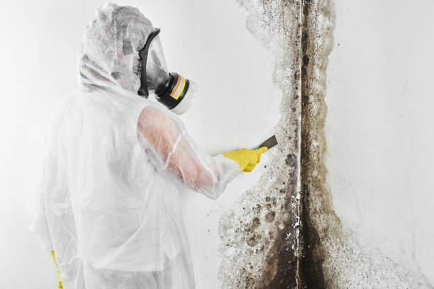 Best Best Mold Removal Companies  in Rineyville, KY