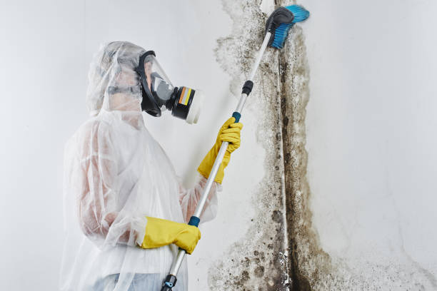 Home Mold Removal in Rineyville, KY