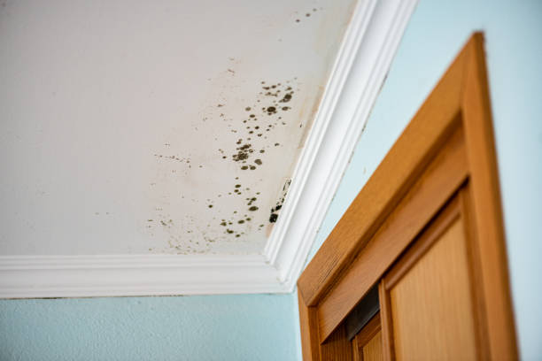 Best Mold Removal Process  in Rineyville, KY