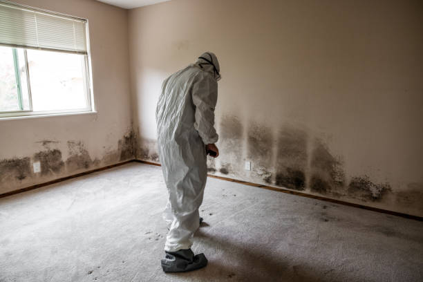 Best Affordable Mold Removal  in Rineyville, KY