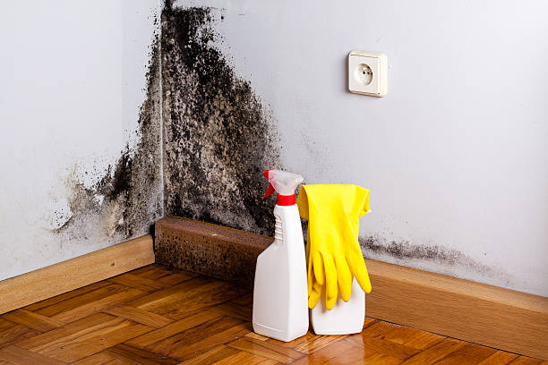Best Office Mold Removal Services  in Rineyville, KY