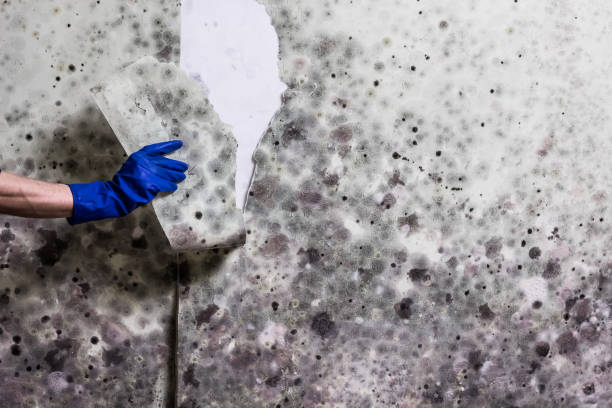 Best Professional Mold Removal  in Rineyville, KY