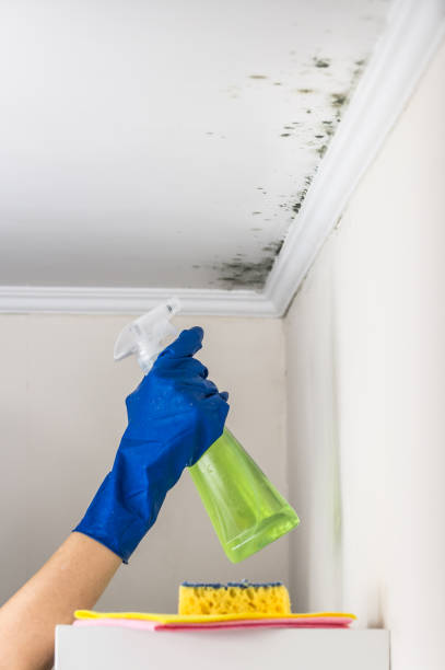 Best Residential Mold Removal  in Rineyville, KY